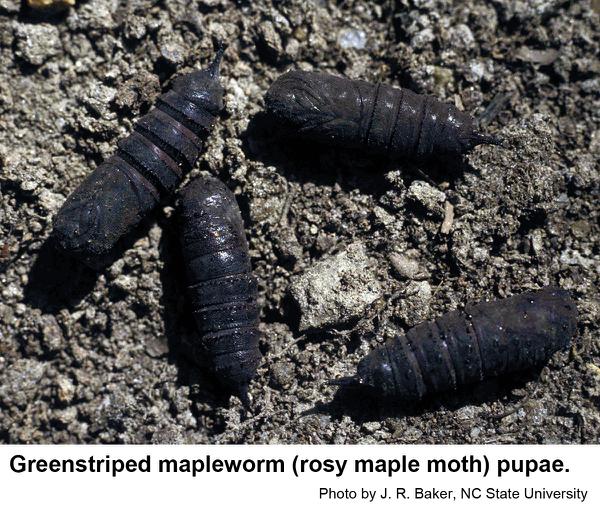 greenstriped mapleworm pupae